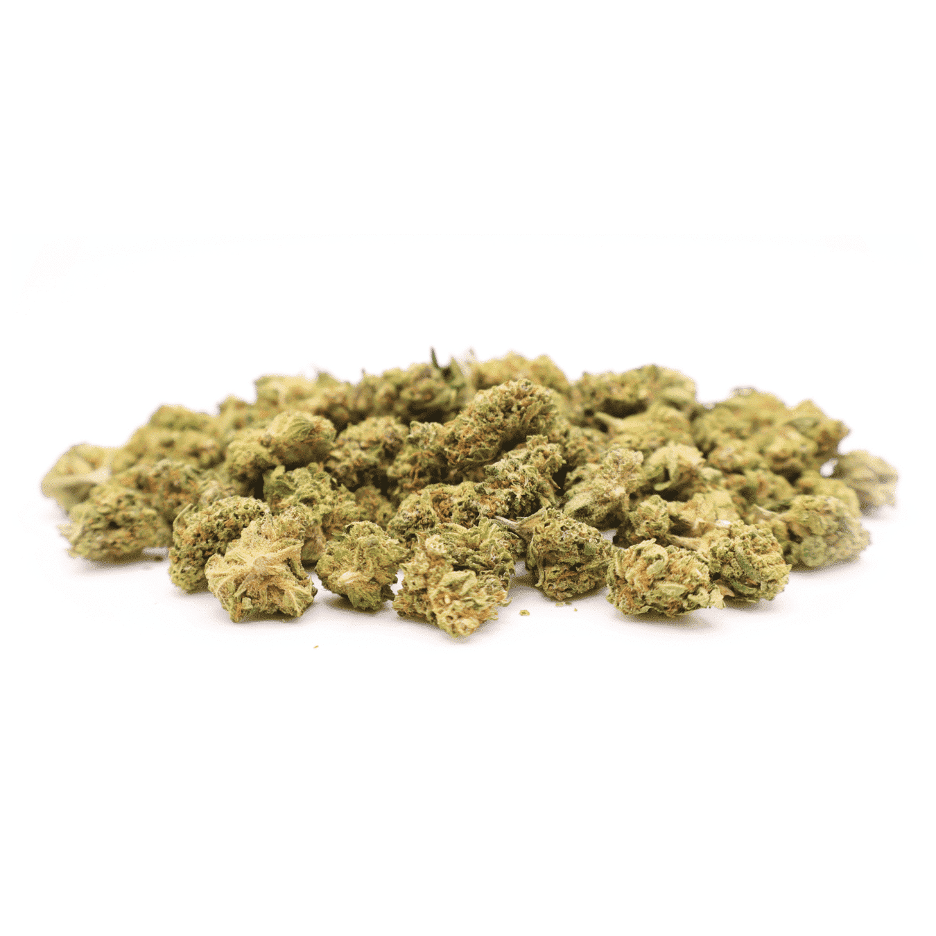 MINI BUDS INDOOR - ORANGE SHERBET - 2